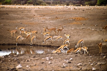 Gazellen im Etosha Nationalpark, Namibia